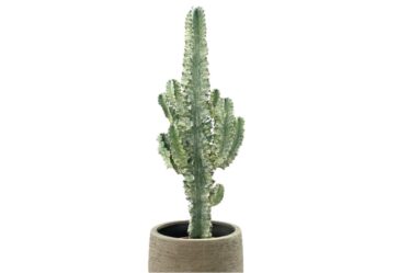euphorbia-eritrea:-sembra-un-cactus,-ma-non-lo-e!