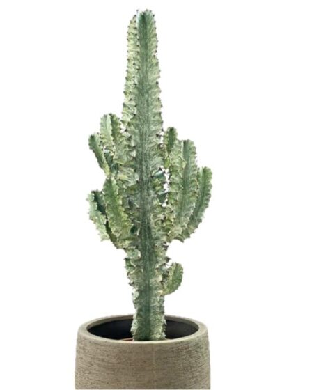 euphorbia-eritrea:-sembra-un-cactus,-ma-non-lo-e!