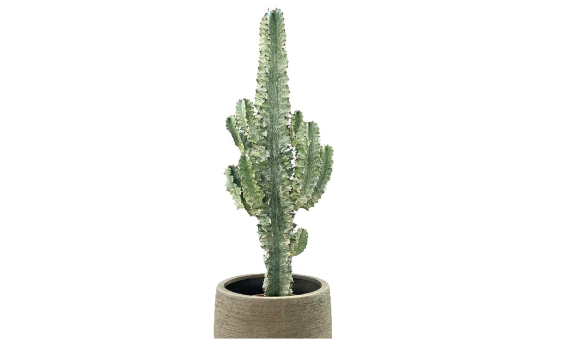 euphorbia-eritrea:-sembra-un-cactus,-ma-non-lo-e!