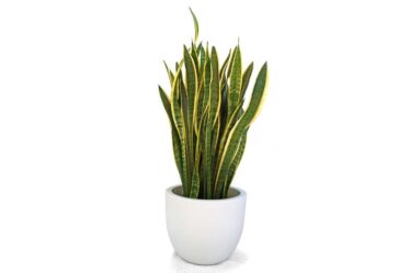 tutti-i-segreti-della-sansevieria