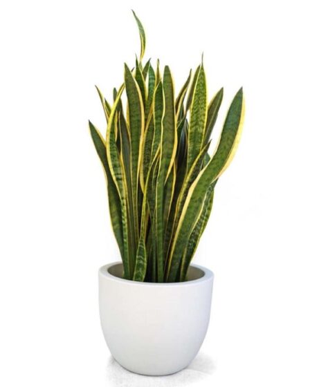 tutti-i-segreti-della-sansevieria