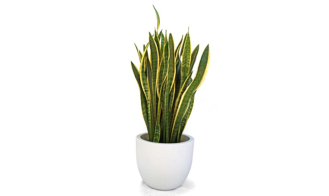 tutti-i-segreti-della-sansevieria