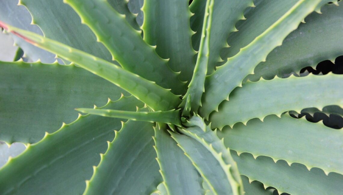 aloe-vera:-tutte-le-virtu-di-una-pianta-utile-e-preziosa