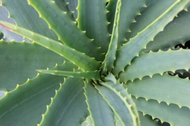aloe-vera:-tutte-le-virtu-di-una-pianta-utile-e-preziosa