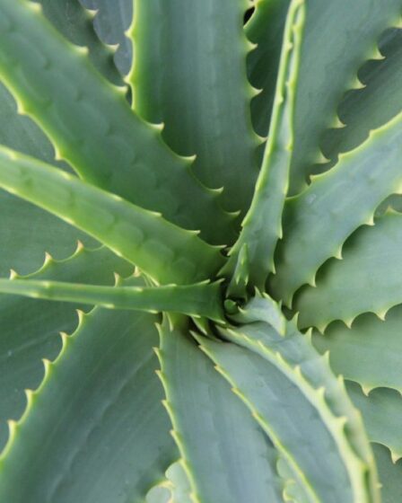 aloe-vera:-tutte-le-virtu-di-una-pianta-utile-e-preziosa