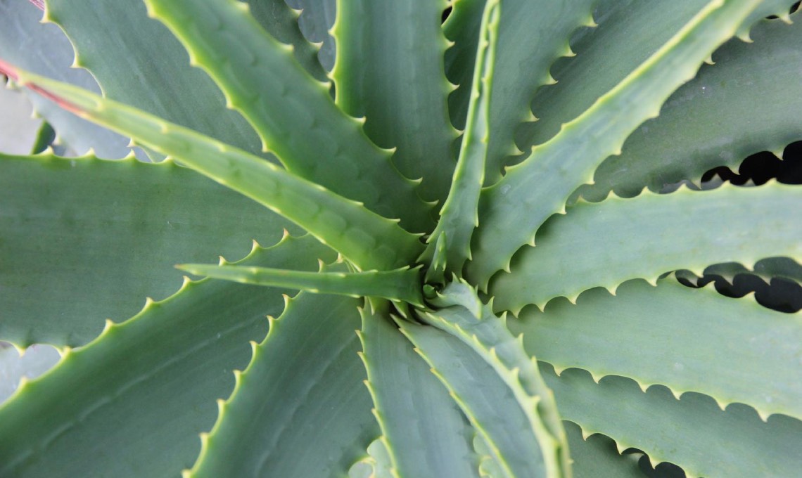 aloe-vera:-tutte-le-virtu-di-una-pianta-utile-e-preziosa