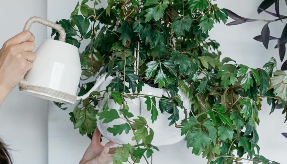 cissus,-il-rampicante-elegante