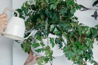 cissus,-il-rampicante-elegante