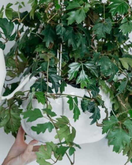 cissus,-il-rampicante-elegante