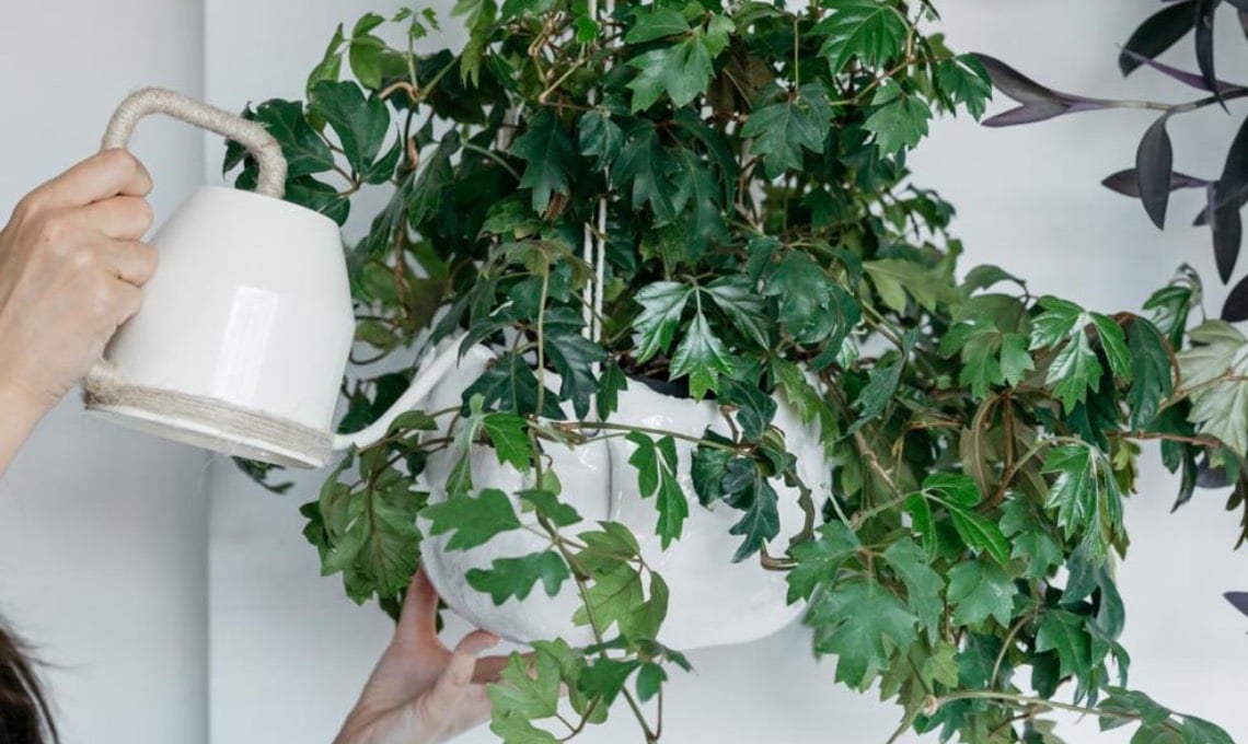 cissus,-il-rampicante-elegante