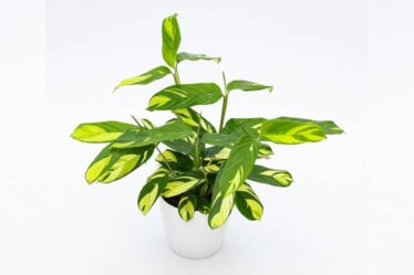 scopri-le-ctenanthe,-piante-tropicali-eleganti-e-facili