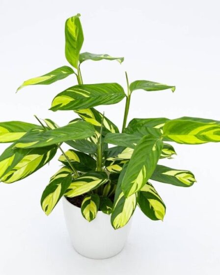 scopri-le-ctenanthe,-piante-tropicali-eleganti-e-facili