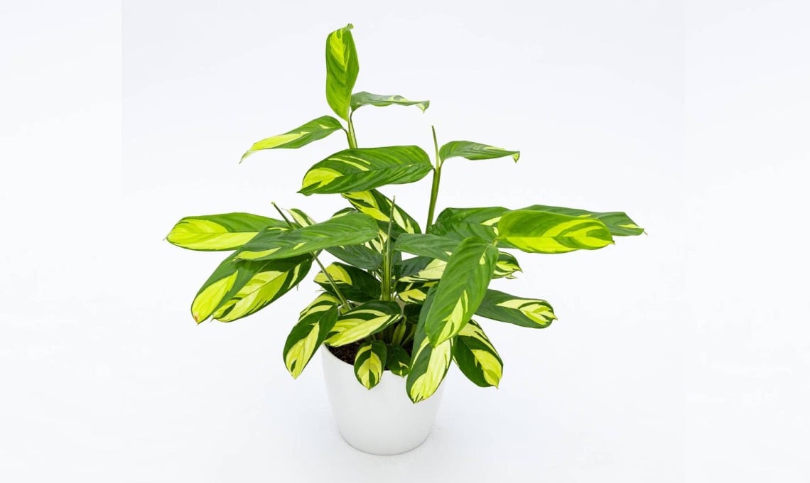 scopri-le-ctenanthe,-piante-tropicali-eleganti-e-facili