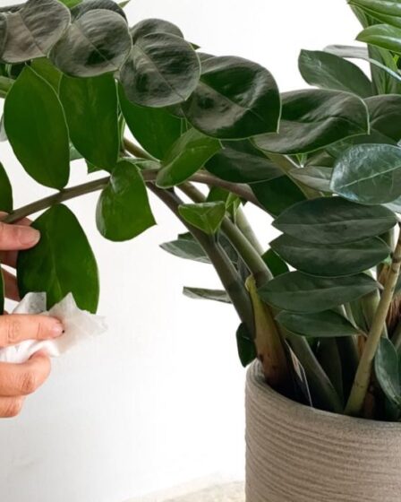 zamioculcas,-la-pianta-di-‘padre-pio’