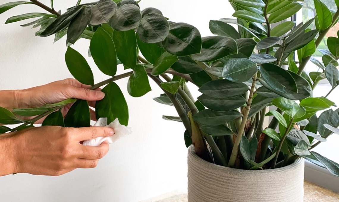 zamioculcas,-la-pianta-di-‘padre-pio’