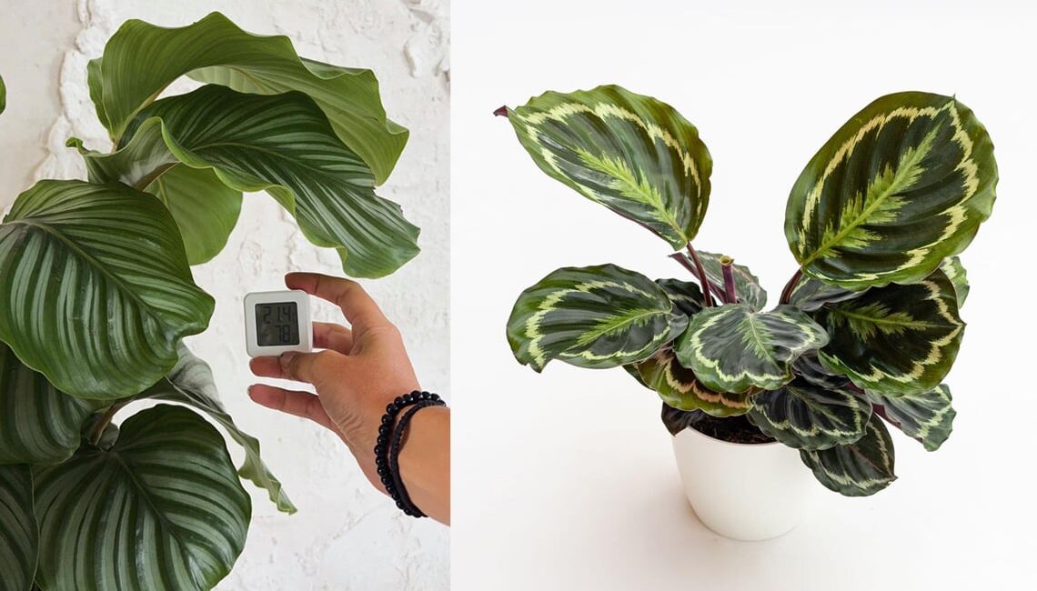 consigli-per-coltivare-la-calathea