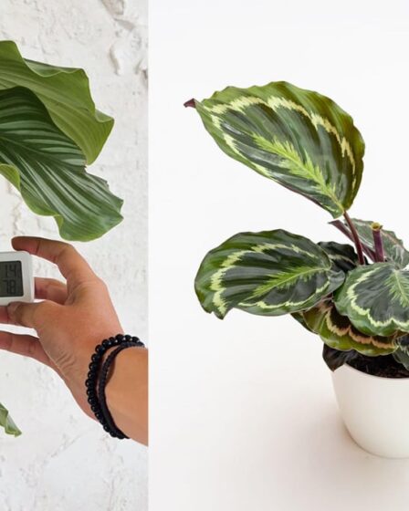consigli-per-coltivare-la-calathea