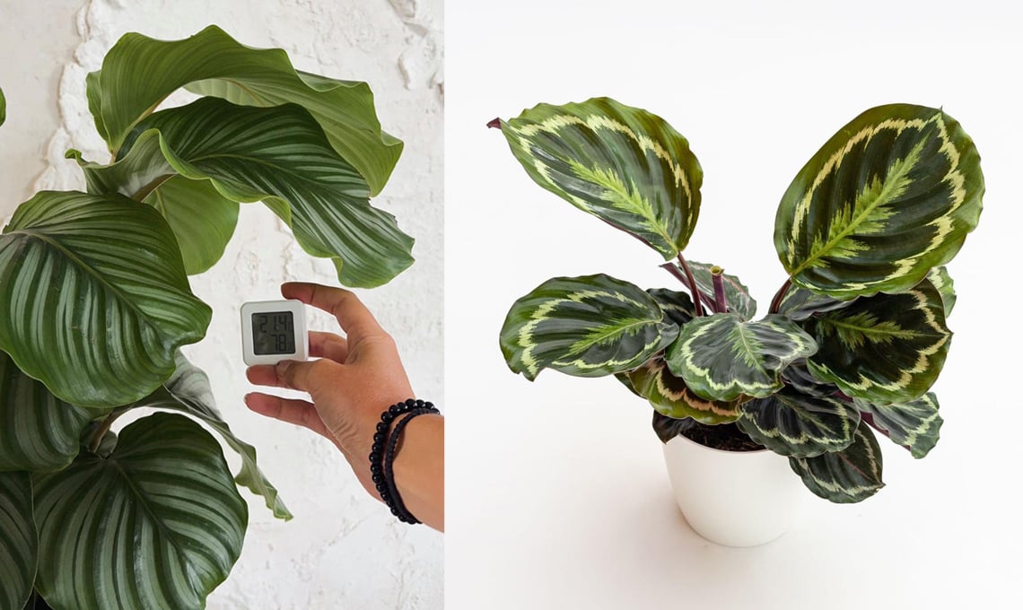 consigli-per-coltivare-la-calathea