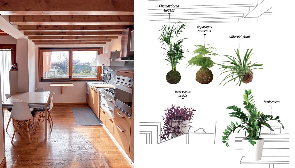 le-piante-giuste-per-una-stanza-molto-luminosa-esposta-a-sud-ovest