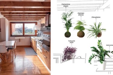 le-piante-giuste-per-una-stanza-molto-luminosa-esposta-a-sud-ovest