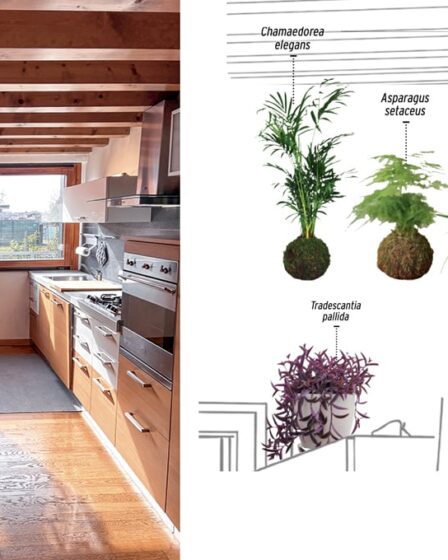 le-piante-giuste-per-una-stanza-molto-luminosa-esposta-a-sud-ovest
