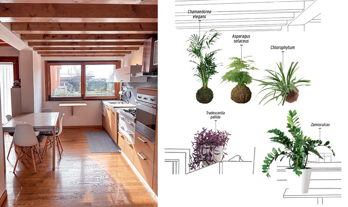 le-piante-giuste-per-una-stanza-molto-luminosa-esposta-a-sud-ovest