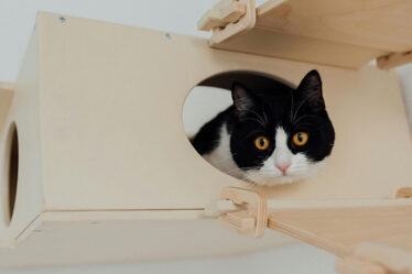 con-un-gatto-in-casa:-i-consigli-pratici-della-consulente-felina