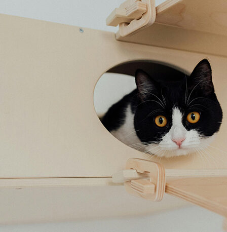 con-un-gatto-in-casa:-i-consigli-pratici-della-consulente-felina