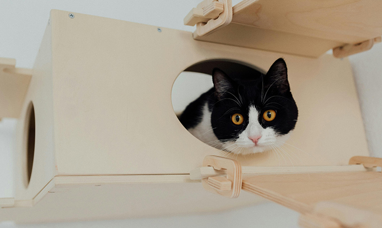 con-un-gatto-in-casa:-i-consigli-pratici-della-consulente-felina