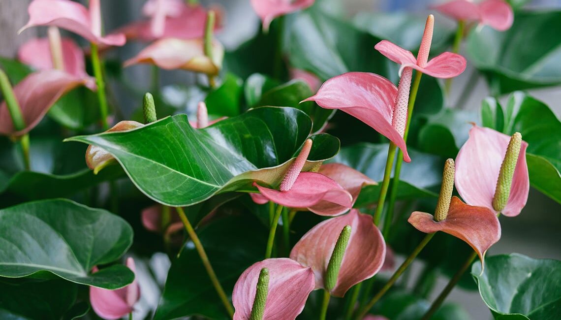 anthurium,-elegante-e-facile-da-coltivare:-la-pianta-perfetta-in-casa