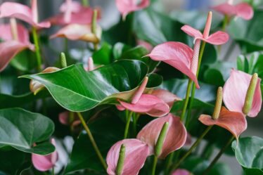 anthurium,-elegante-e-facile-da-coltivare:-la-pianta-perfetta-in-casa