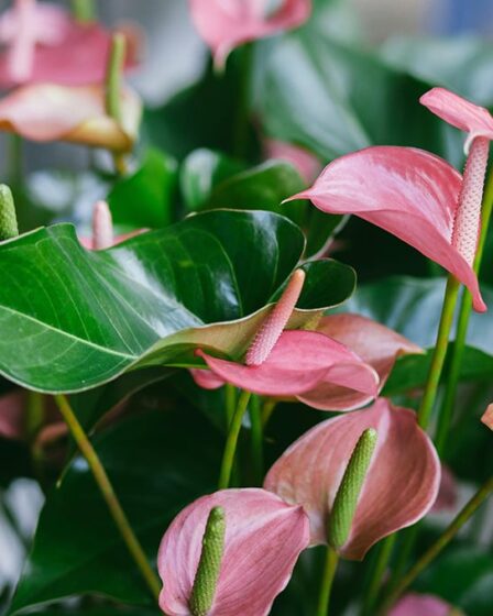anthurium,-elegante-e-facile-da-coltivare:-la-pianta-perfetta-in-casa