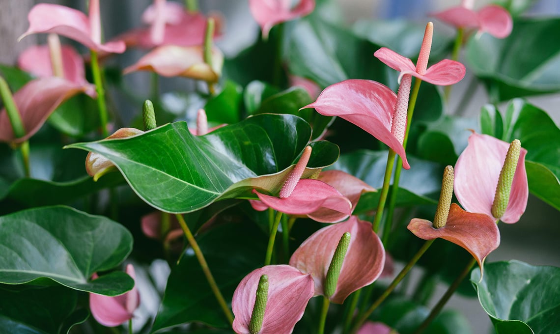 anthurium,-elegante-e-facile-da-coltivare:-la-pianta-perfetta-in-casa