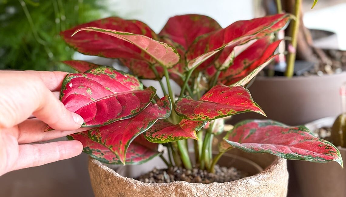 aglaonema:-la-pianta-da-interno-facile-da-coltivare-e-decorativa