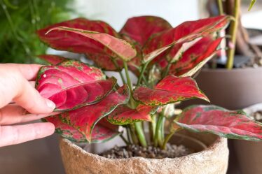 aglaonema:-la-pianta-da-interno-facile-da-coltivare-e-decorativa