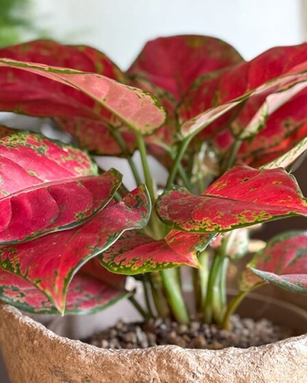 aglaonema:-la-pianta-da-interno-facile-da-coltivare-e-decorativa