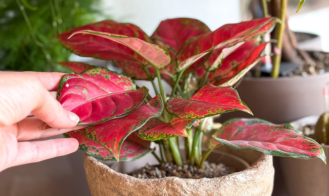 aglaonema:-la-pianta-da-interno-facile-da-coltivare-e-decorativa