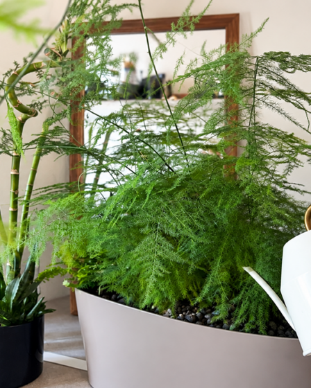 asparagina:-come-curarla,-dove-metterla-e-quanto-annaffiarla